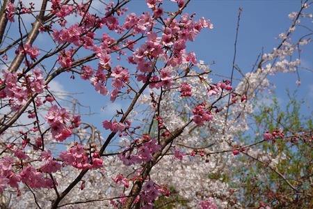 DSC04545_R