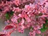 DSCF2474_R