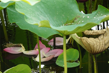 DSC08686_R