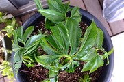 DSCF1715_R