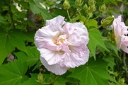 DSCF5106_R
