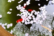 DSCF2215_R