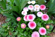 DSCF1018_R