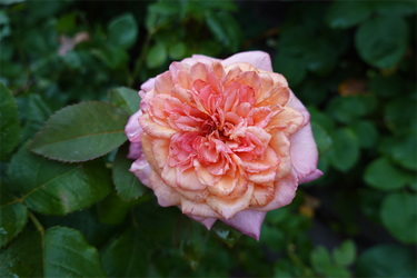 DSC08616_R