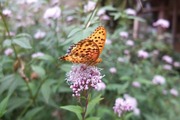 DSCF7439_R