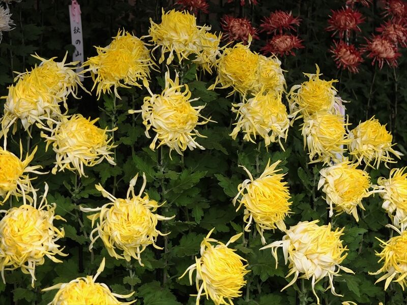 藍川京 の部屋 新宿御苑 菊花壇展 ６ 江戸菊 Livedoor Blog ブログ