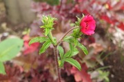 DSCF2785_R