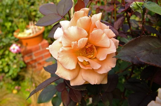 DSCF5851_R