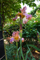 DSC07145_R