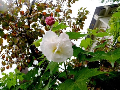 DSCF5362_R