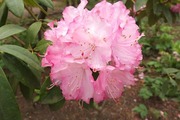 DSCF1266_R
