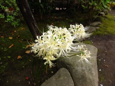 DSCF8716_R