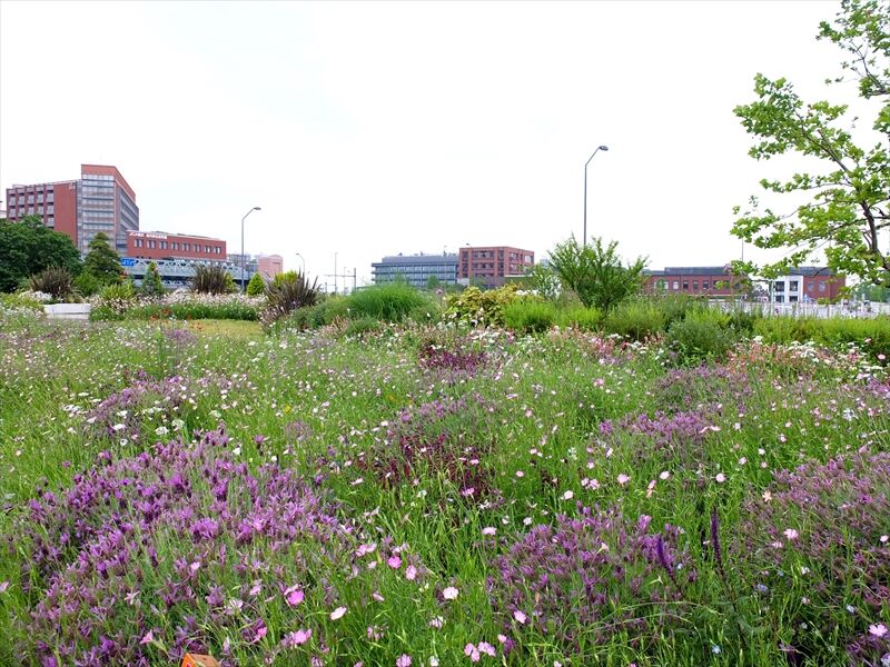 藍川京 の部屋 みなとみらい 新港中央広場の花畑から赤煉瓦館へ Livedoor Blog ブログ