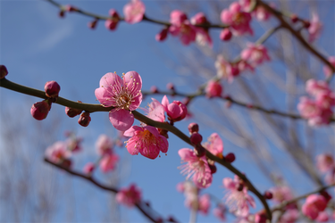 DSC00247_R