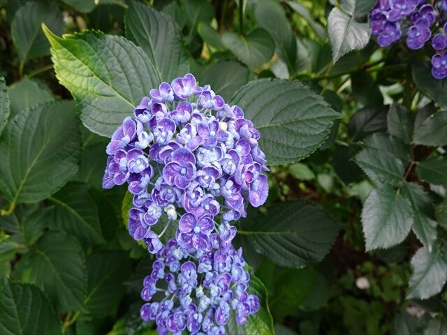 藍川京 の部屋 横浜イングリッシュガーデン キョウチクトウ ツボサンゴ ウズアジサイ Livedoor Blog ブログ