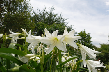 DSC08495_R