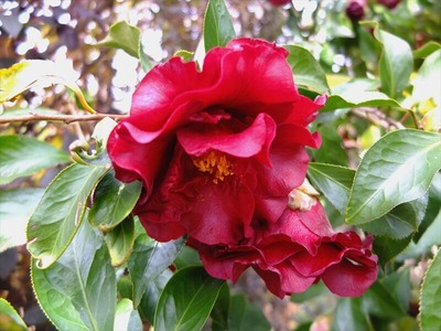 DSCF1700_R