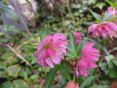 DSCF1401_R