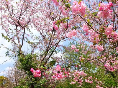 DSCF5356_R
