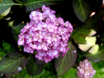 DSCF0212_R