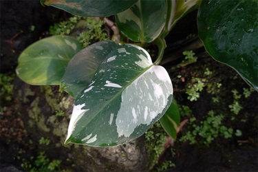 DSC03885_R