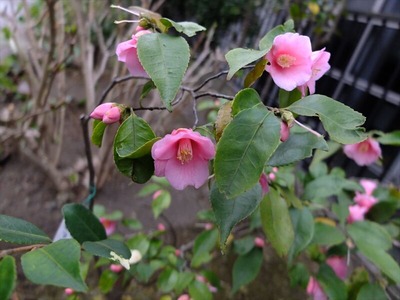 DSCF1213_R