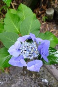 S0054083_R