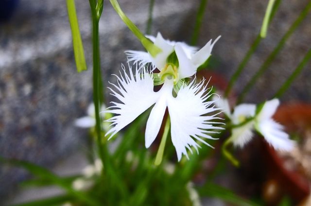 藍川京 の部屋 鎌倉 光則寺 時計草 鷺草 Livedoor Blog ブログ 藍川京 の部屋 鎌倉 光則寺 時計草 鷺草 Livedoor Blog ブログ