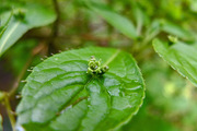 DSCF1236_R