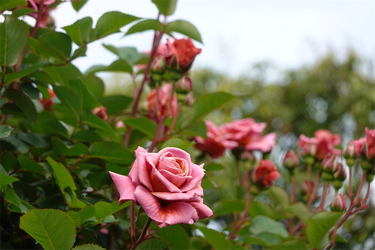 DSC06997_R