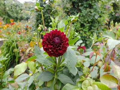 DSCF4585_R