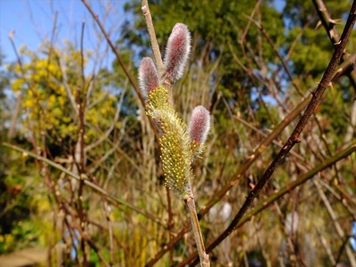 DSCF4595_R