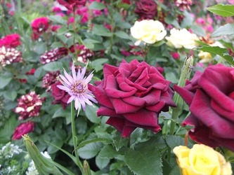 DSCF0378_R
