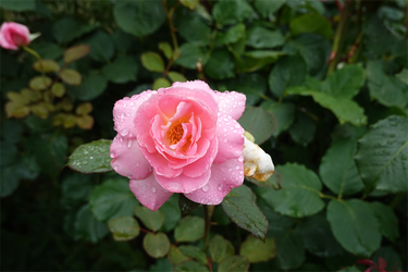 DSC08541_R