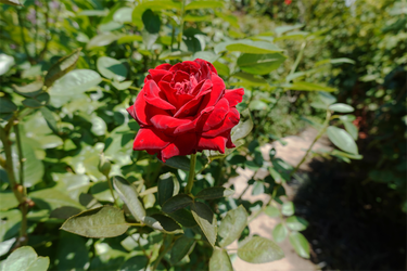 DSC09023_R