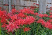 DSCF5770_R