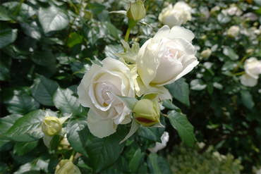 DSC07457_R