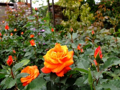 DSCF2646_R