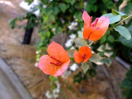 DSCF6509_R