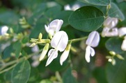 DSCF5450_R