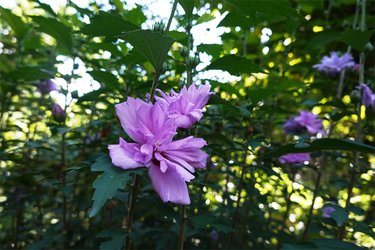 DSC09007_R