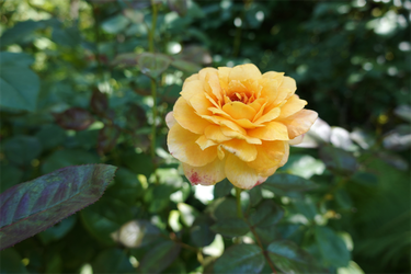 DSC09006_R