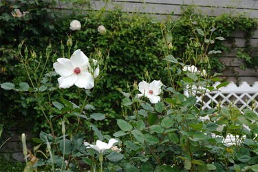 DSC06915_R