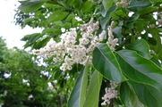 DSCF4115_R