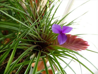 DSCF5395_R