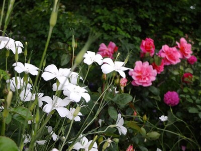 DSCF2476_R