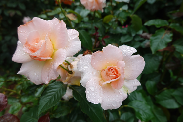 DSC08627_R
