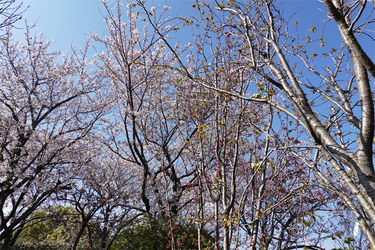 DSC06365_R