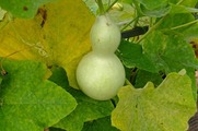 DSCF3908_R
