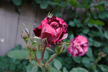 DSC07135_R